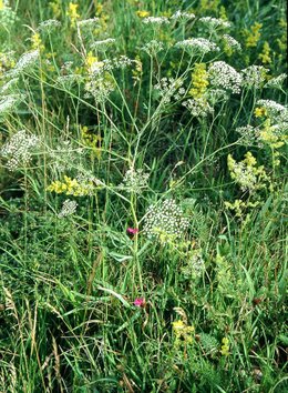 Paprastoji liaugara (Falcaria vulgaris)