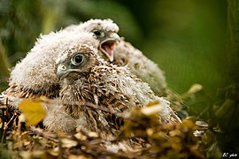 Photo de deux poussins dans un nid en branchettes