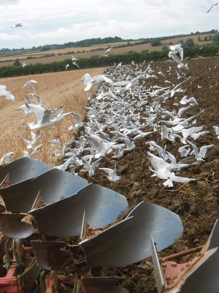 File:Feeding Frenzy - geograph.org.uk - 911022.jpg