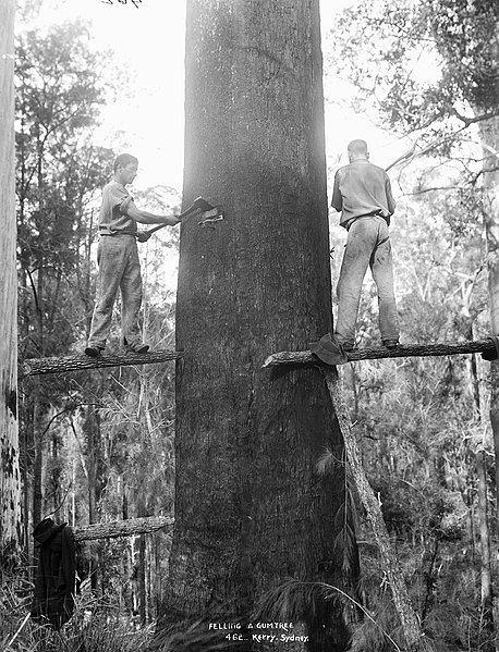 A Eucalyptus (Eucalyptus) being felled using springboards, c. 1884–1917, Australia
