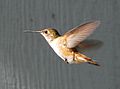 Female rufous