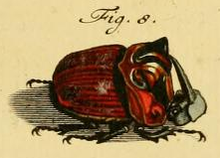 První ilustrace Oxysternon festivum od Rösel.xcf