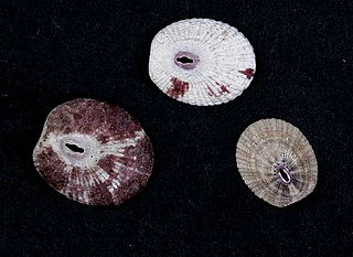 <i>Fissurella punctata</i> Species of gastropod