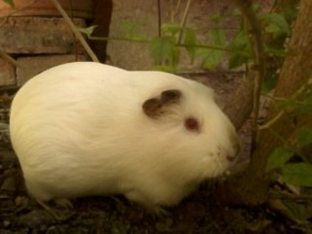 Cavia fulgida