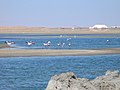 Deutsch: Flamingos in der Walfischbucht English: Flamingos in the Walvis Bay