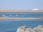 Flamingos Wavisbay.JPG