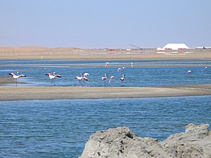 Flamingos in the lagoon