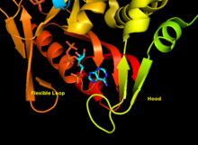 Catalytic site of APRTase with reactants adenine and PRPP resolved. The Hood is believed to be important for purine specificity, while the flexible loop is thought to contain the molecules within the active site. Flexible loop and Hood domains of human APRTase.png