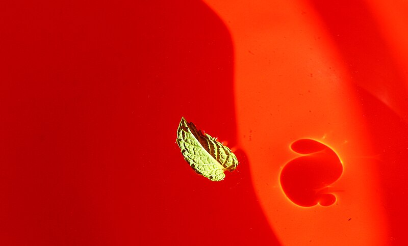 File:Floating leaf, red bowl.jpg