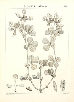 Flora Atlantica, sive, Historia plantarum quae ind Atlante, agro Tunetano et Algeriensi crescunt (Plate 210) (9298216623). 
 jpg