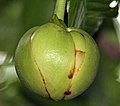 Flower bud in ಕೊಲ್ಕತ್ತ, ಪಶ್ಚಿಮ ಬಂಗಾಳ, India.