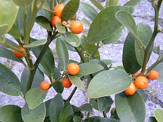 <i>Citrus hindsii</i> Species of flowering plant