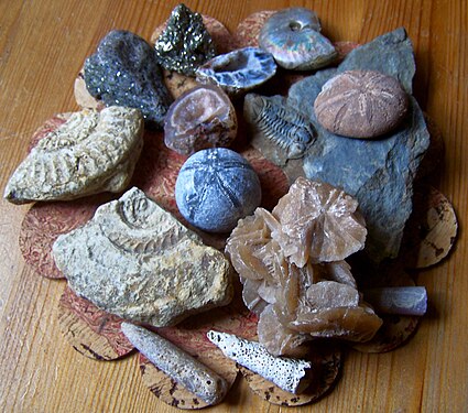various fossils
