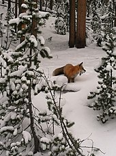 Fox with a snowshoe hare in its mouth Fox (11983225834).jpg