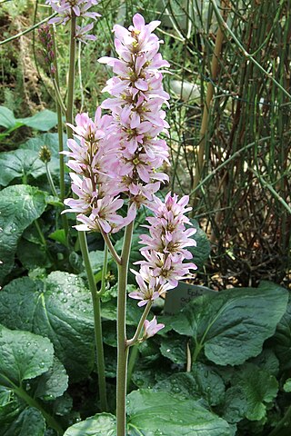 <i>Francoa appendiculata</i> Species of plant