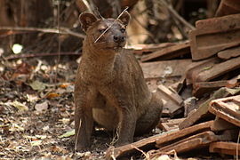 Fossa (Cryptoprocta ferox)