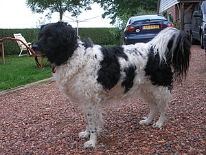 Two rare Frisian breeds mixed: a Wetterhoun/Stabyhoun Friese Stabij P6180863.JPG