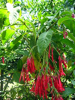 <i>Fuchsia corymbiflora</i> Species of plant