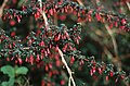 Fuchsia microphylla subsp. hemsleyana