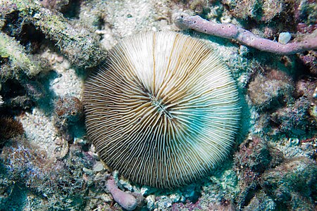 Fungia concinna