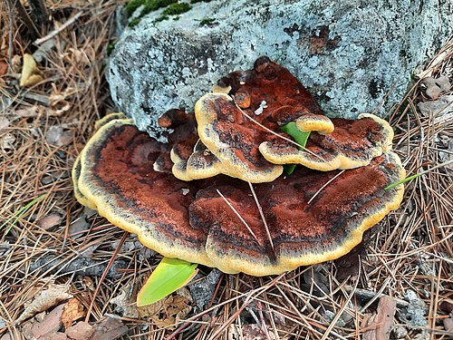 Fungus on live pine.