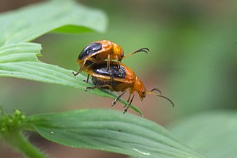 Galerucinae