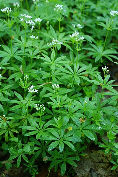 File:Galium odoratum kz2.JPG