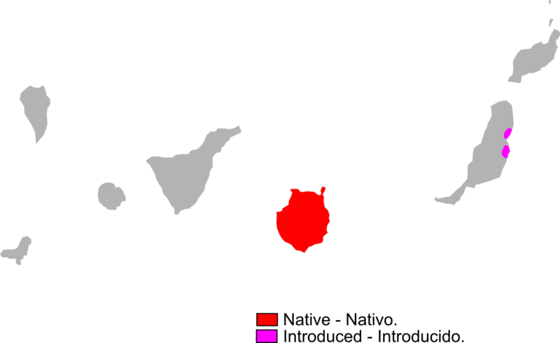 File:Gallotia stehlini range Map.png