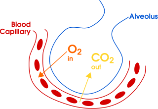 Gas exchange in humans. Oxygen and carbon dioxide switch places between a capillary (part of the bloodstream) and an alveolus (an air sac in the lungs).