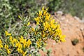 * Nomination Genista scorpius in Massif de la Clape, Aude, France. --Tournasol7 00:24, 18 June 2023 (UTC) * Promotion  Support Good quality -- Johann Jaritz 01:52, 18 June 2023 (UTC)