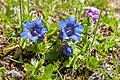 Gentiana acaulis