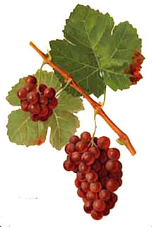 Gewürztraminer wine grape