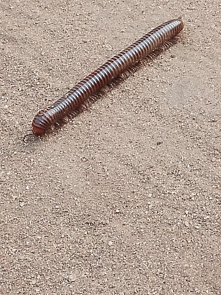 Giant Millipede