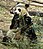 Giant Panda