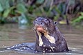 * Nomination Giant otter (Pteronura brasiliensis) --Charlesjsharp 08:34, 5 July 2021 (UTC) * Decline  Comment The colors look quite unnatural compared to this one. Is it the same animal? --Palauenc05 10:58, 5 July 2021 (UTC) different animal, but this one was oversaturated. New version now, thanks. --Charlesjsharp 15:11, 5 July 2021 (UTC) I can't see much difference between the two versions. Someone else may decide. --Palauenc05 08:14, 6 July 2021 (UTC)  Oppose The saturation is better and it must have been very difficult to get this shot, yet I don’t think the detail (e.g. the blurred whiskers, fur on the neck) is enough, sorry. --Nefronus 11:30, 6 July 2021 (UTC)