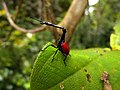 Trachelophorus giraffa