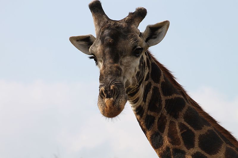 File:Giraffe with attitude (13945014289).jpg