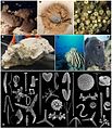 Global-Diversity-of-Sponges-(Porifera)-pone.0035105.g002.jpg