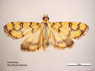 <i>Glycythyma leonina</i>