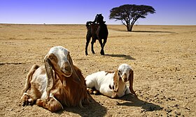 Goats in Southern Israel.jpg