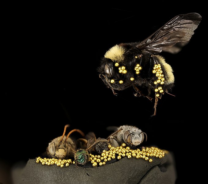 File:Gold Gathering Bees (33732220146).jpg