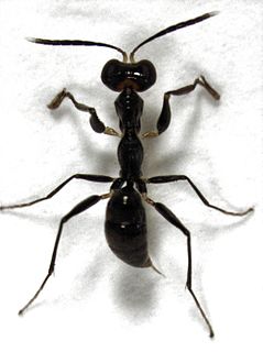 <i>Gonatopus</i> (wasp) Genus of wasps