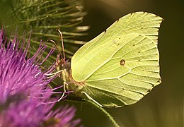 ♀