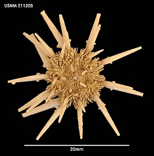 <i>Goniocidaris umbraculum</i> Species of sea urchin