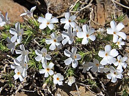 Leptodactylon pungens (Granite gilia) close