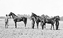 Photograph of three of Grant's horses during the Overland Campaign (Cold Harbor, Virginia), from left to right: Egypt, Cincinnati, and Jeff Davis Grant's horses.jpg