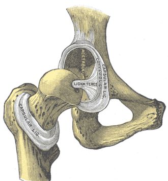 Hip joint, front view. The capsular ligament has been largely removed. Gray342.png