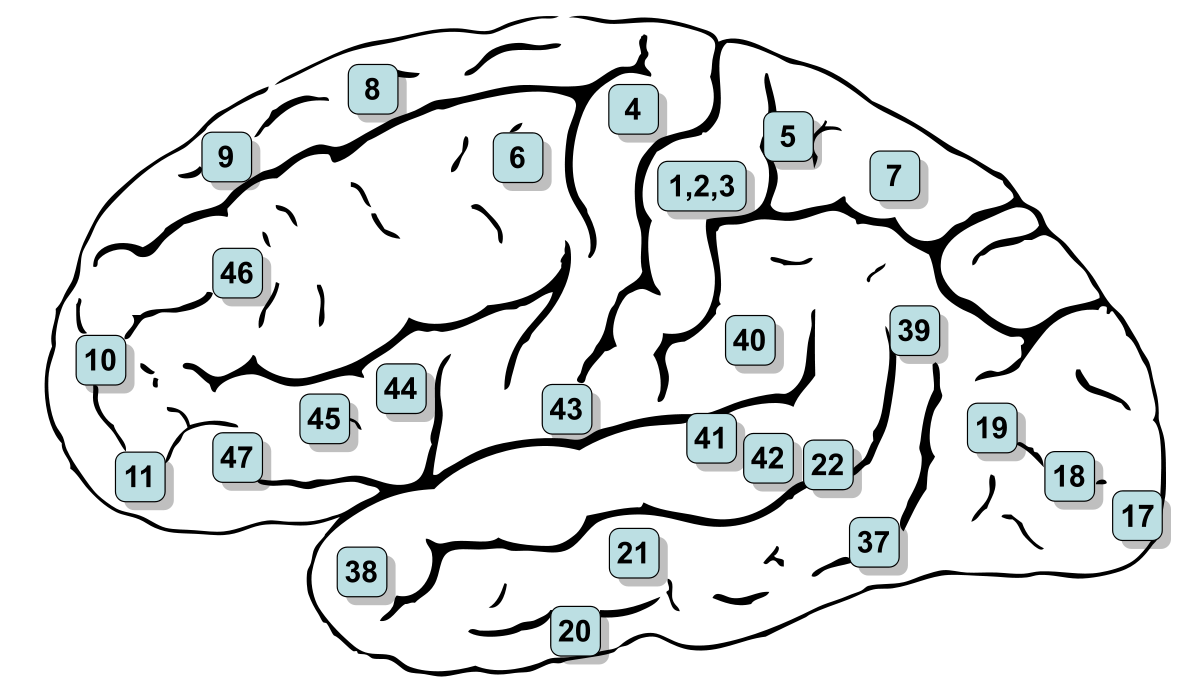 STG, superior temporal gyrus; IFG, inferior frontal cortex; FEF