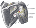 Suprascapular and axillary nerves of right side, seen from behind. (Teres minor is visible at center.)