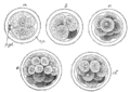 Первые этапы сегментации яйцеклетки млекопитающего
